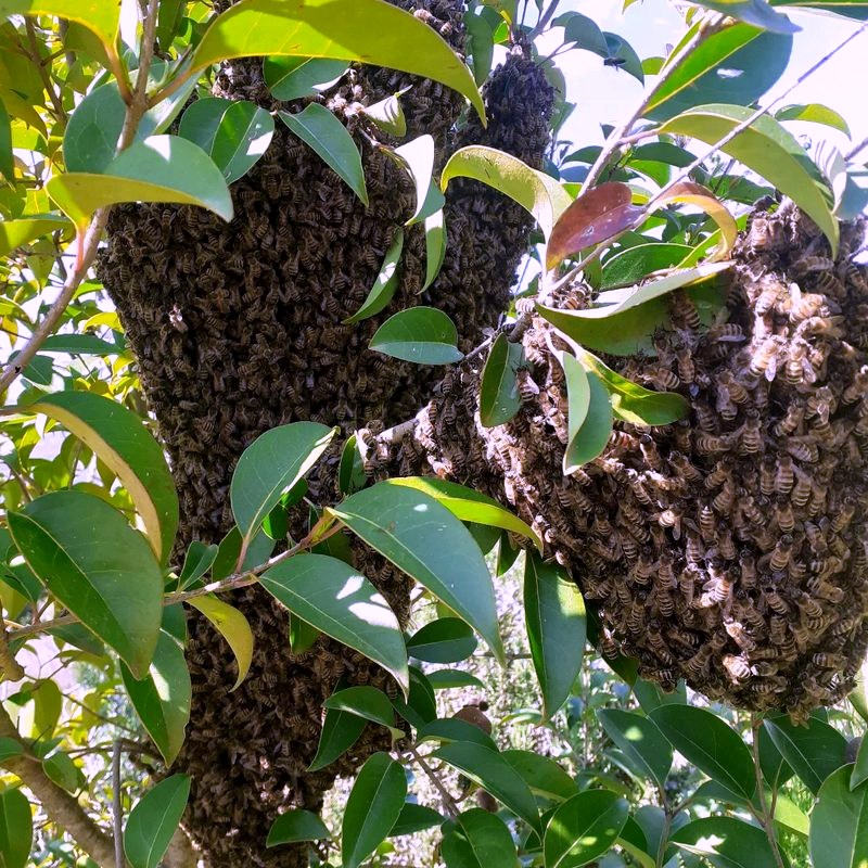 Uno sciame d'api appeso al ramo di un albero nell'apiario